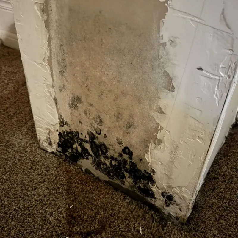 Professional Mold Removal in Midway City, CA